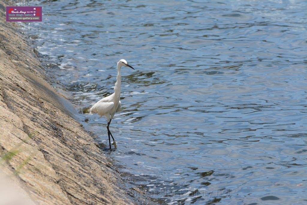 20150619taipo-egret_f38644672.jpg