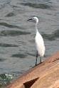 20150619taipo-egret_f39453888