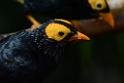 20160926birds-DSC_6817