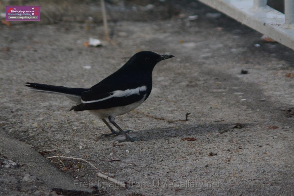 20170204sm-yuenlong-birds_DSC_8335.JPG