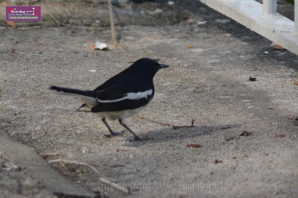 20170204sm-yuenlong-birds_DSC_8337.JPG