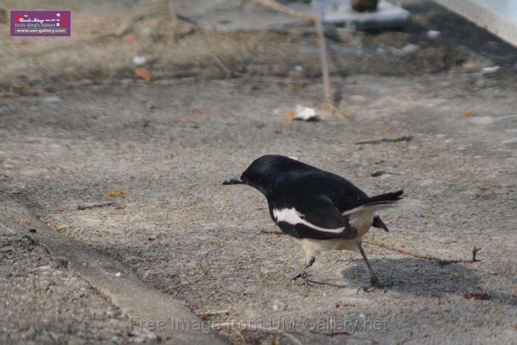 20170204sm-yuenlong-birds_DSC_8339.JPG