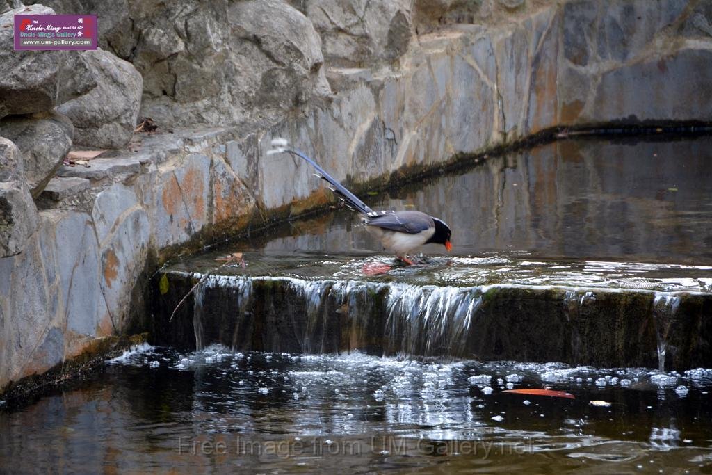 20170212sm-bln-city-park-bird_DSC_8596.JPG