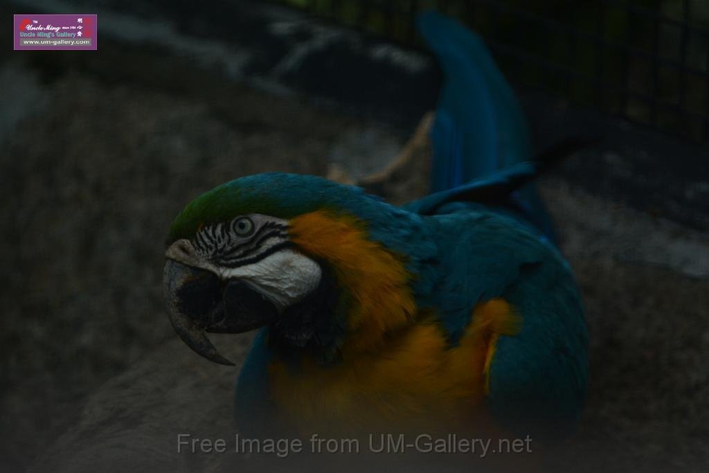 20180331birds-kowloon-park_DSC_1072.JPG