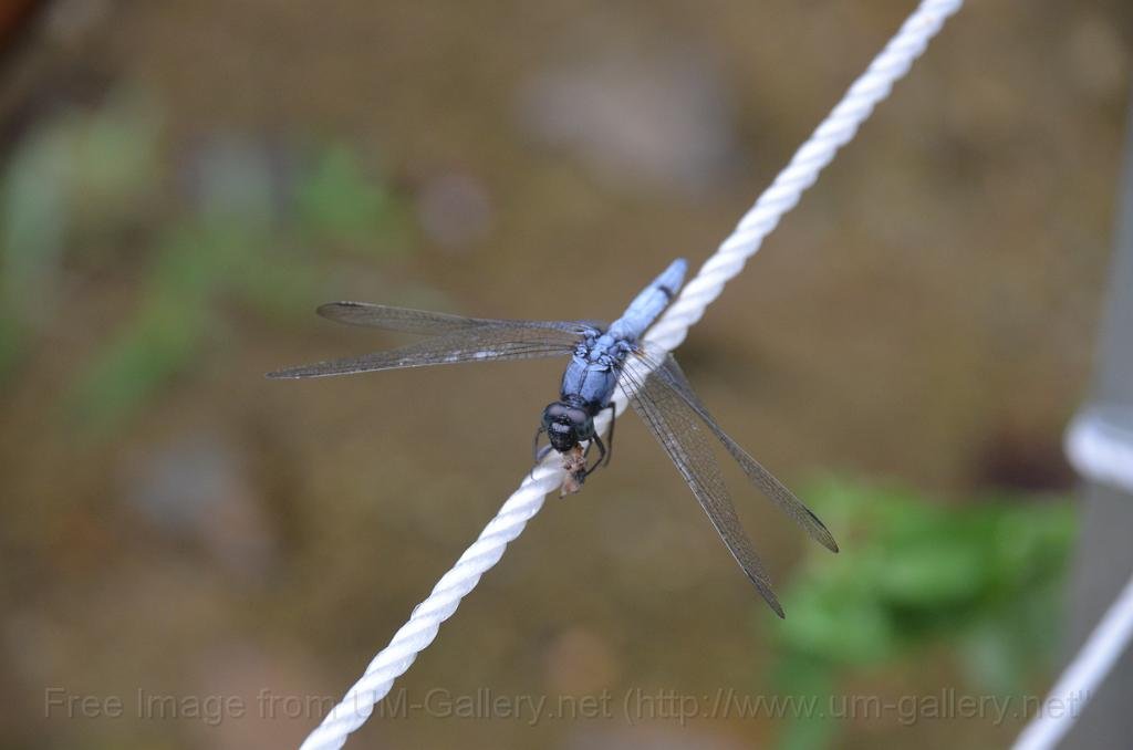 DSC_4188.JPG