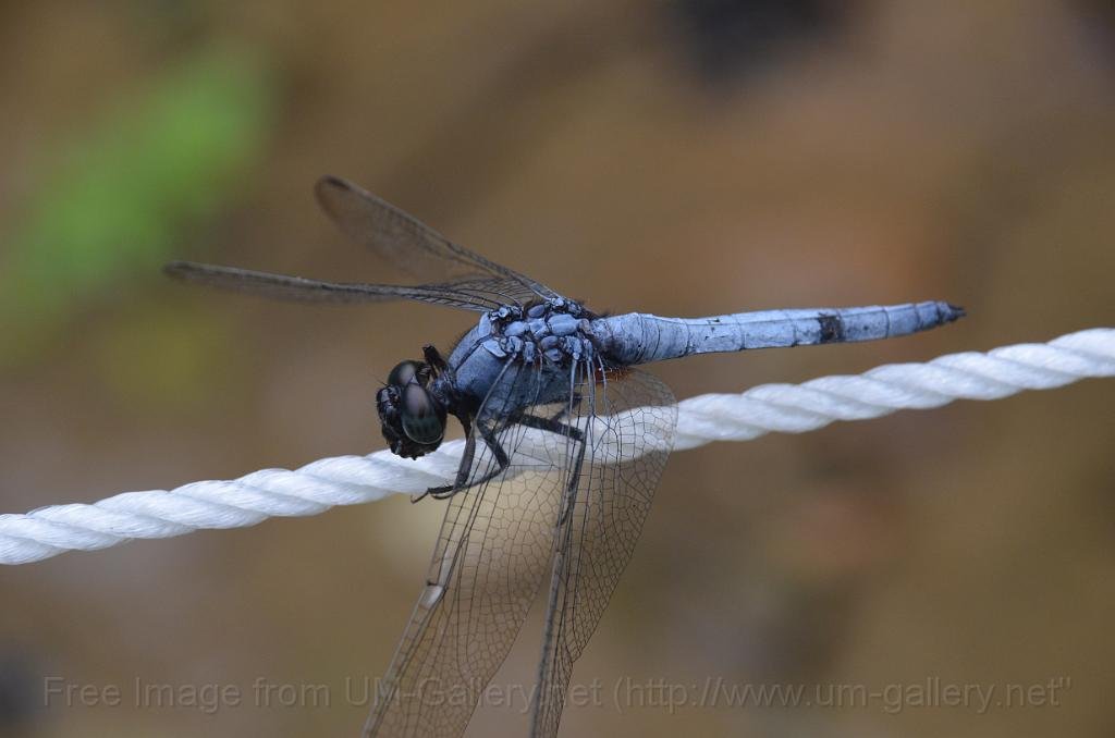 DSC_4196.JPG