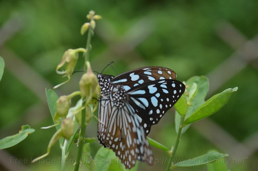 DSC_4203.JPG