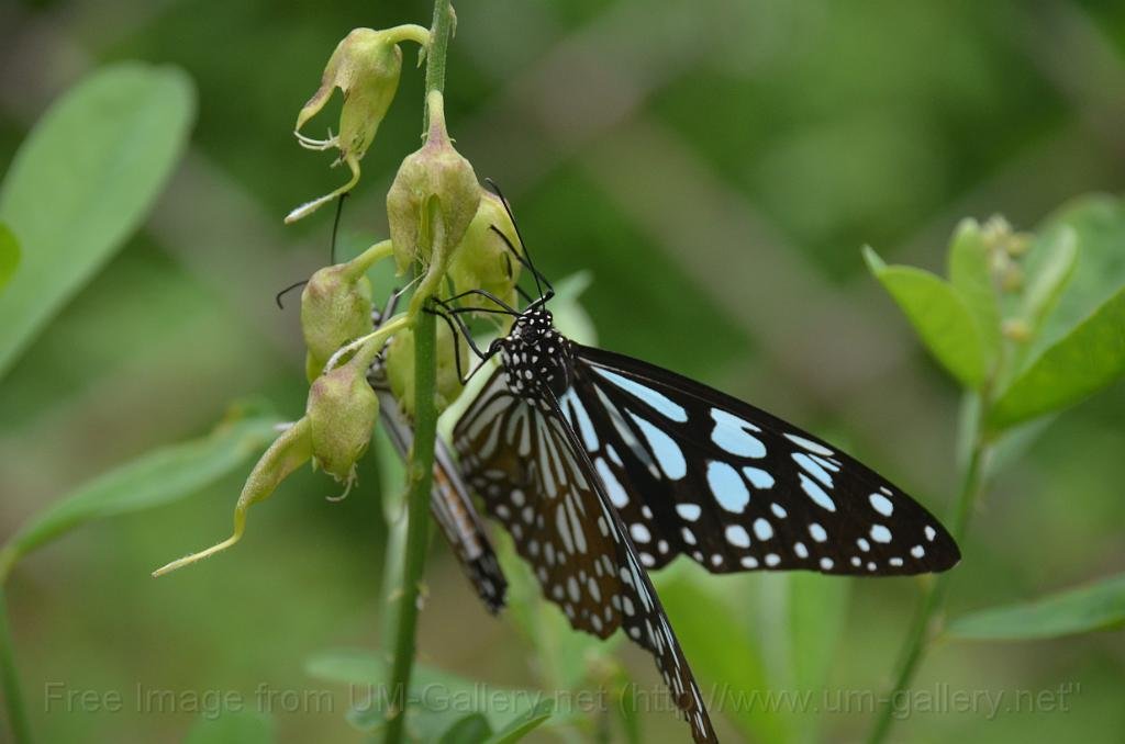 DSC_4206.JPG