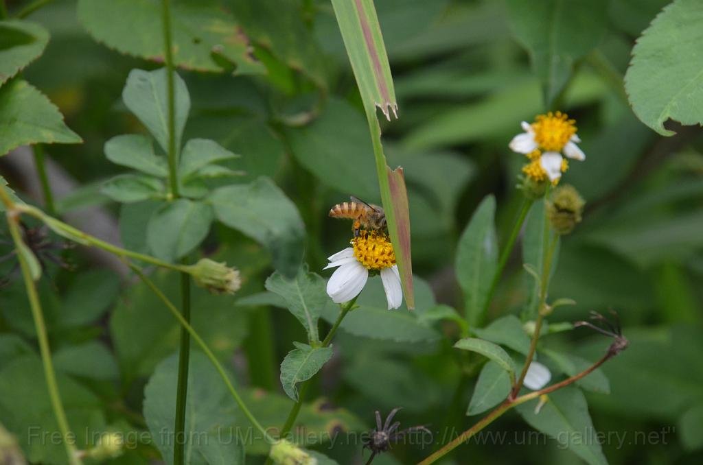 DSC_4254.JPG