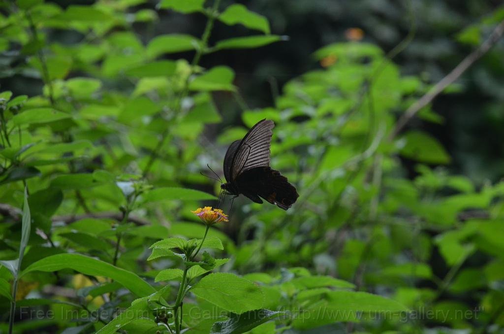 DSC_4264.JPG