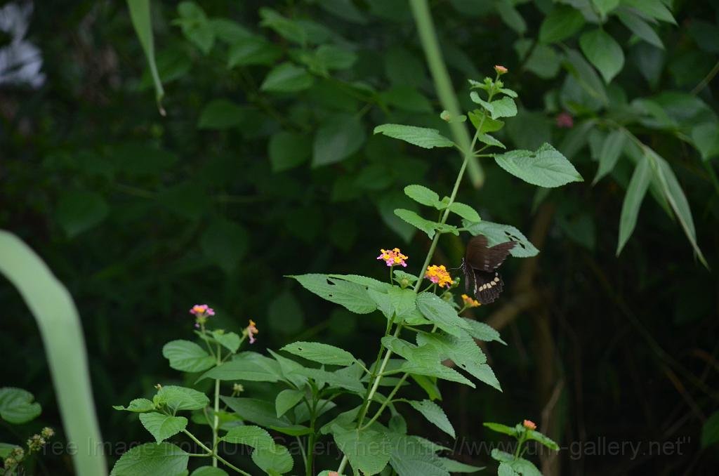 DSC_4315.JPG