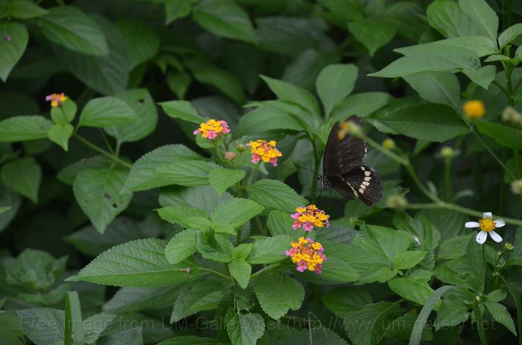 DSC_4335.JPG