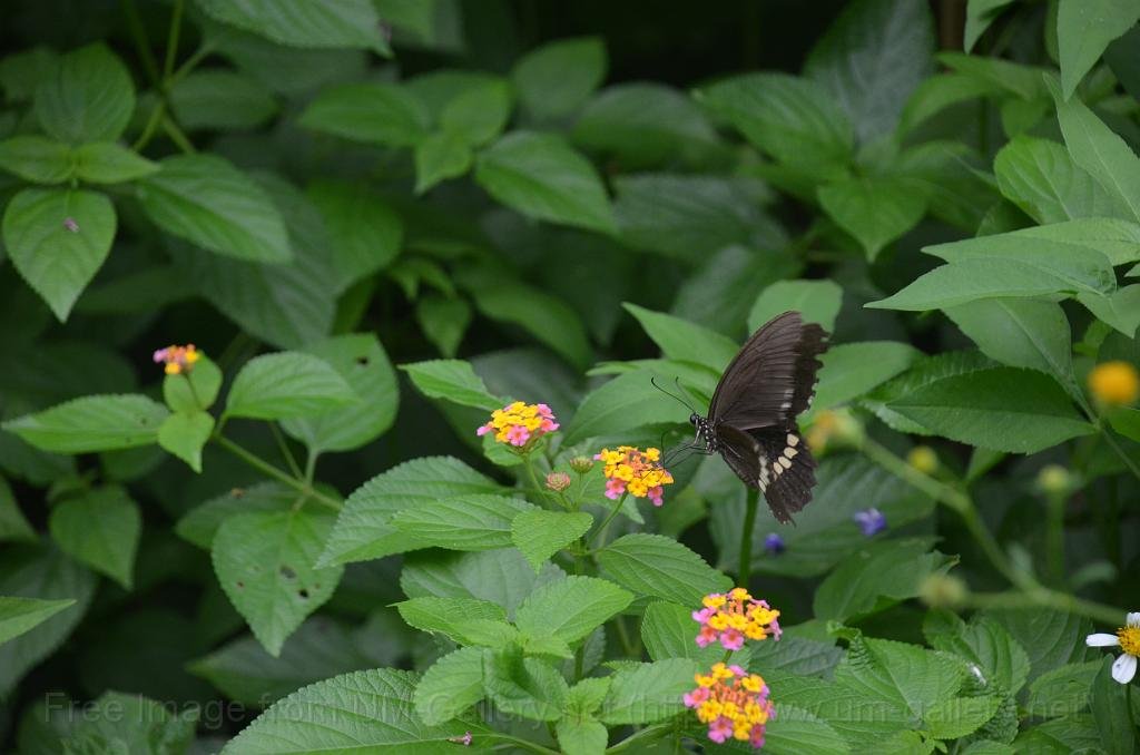 DSC_4337.JPG