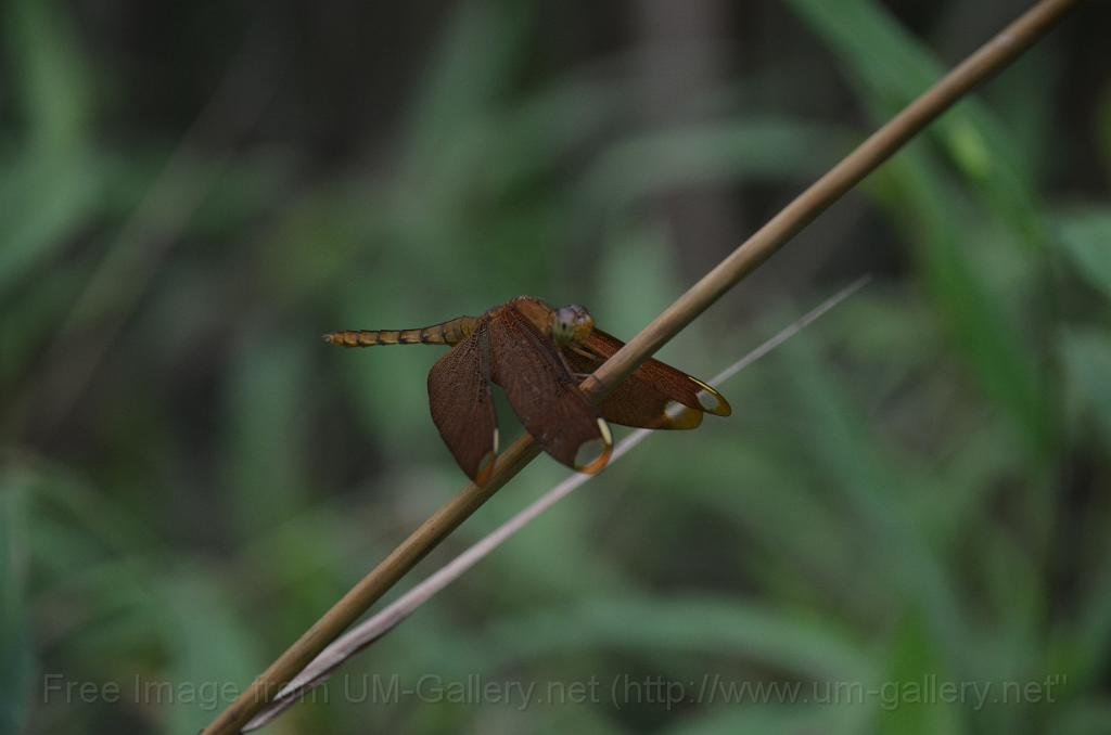 DSC_4412.JPG