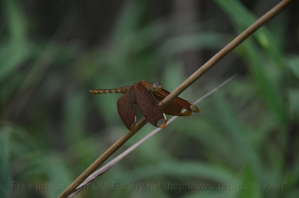 DSC_4413.JPG