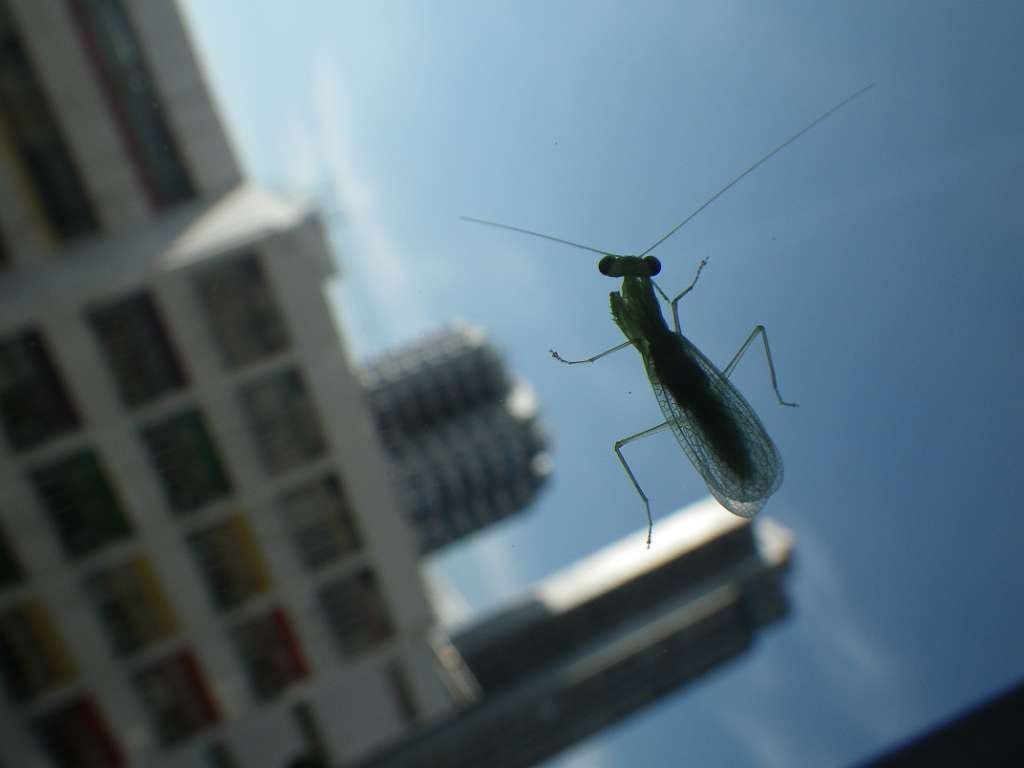 20140831sm-fungyuen-IMGP0554.JPG