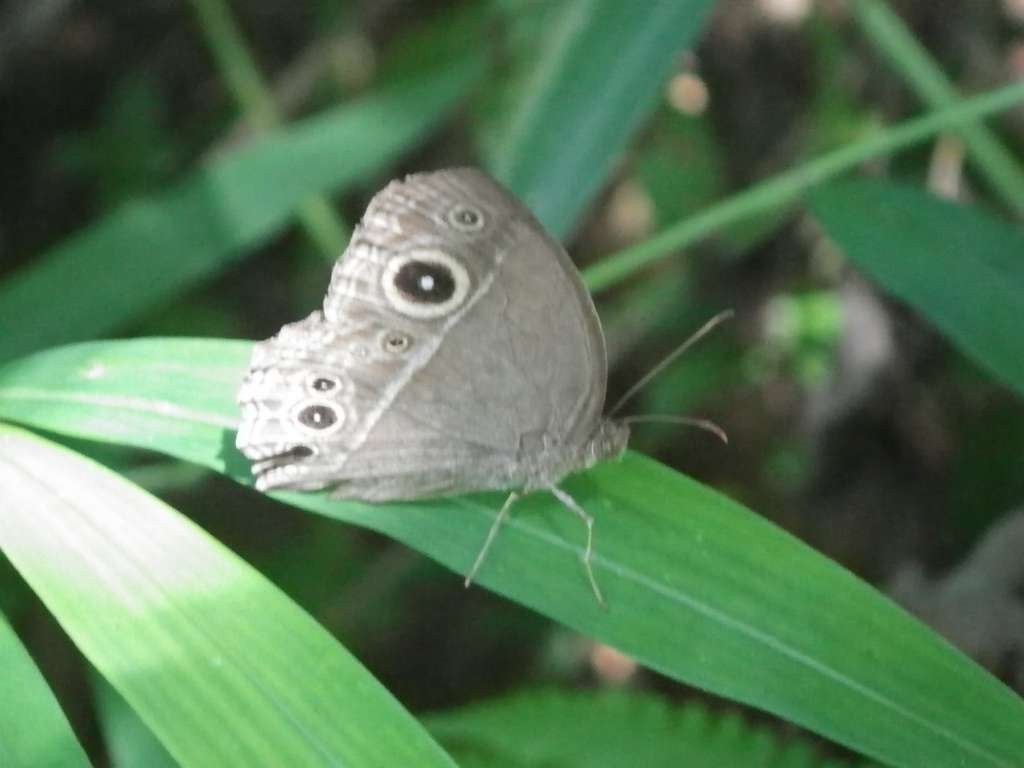 20140831sm-fungyuen-IMGP0562.JPG