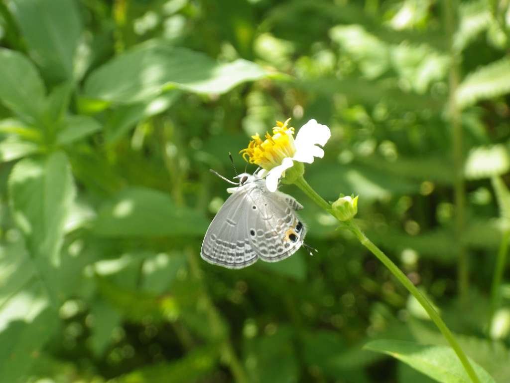 20140831sm-fungyuen-IMGP0567.JPG
