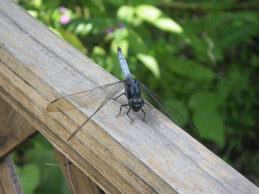 20140831sm-fungyuen-IMGP0577.JPG