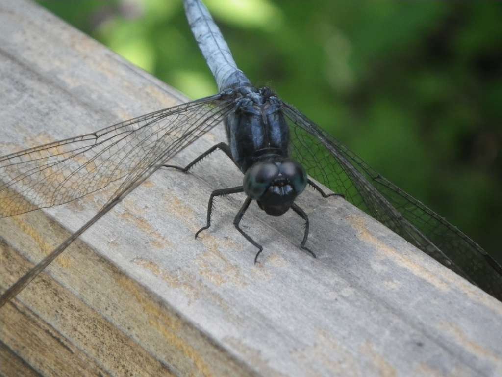 20140831sm-fungyuen-IMGP0580.JPG