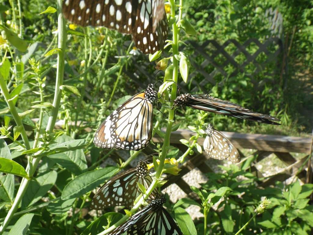 20140831sm-fungyuen-IMGP0594.JPG
