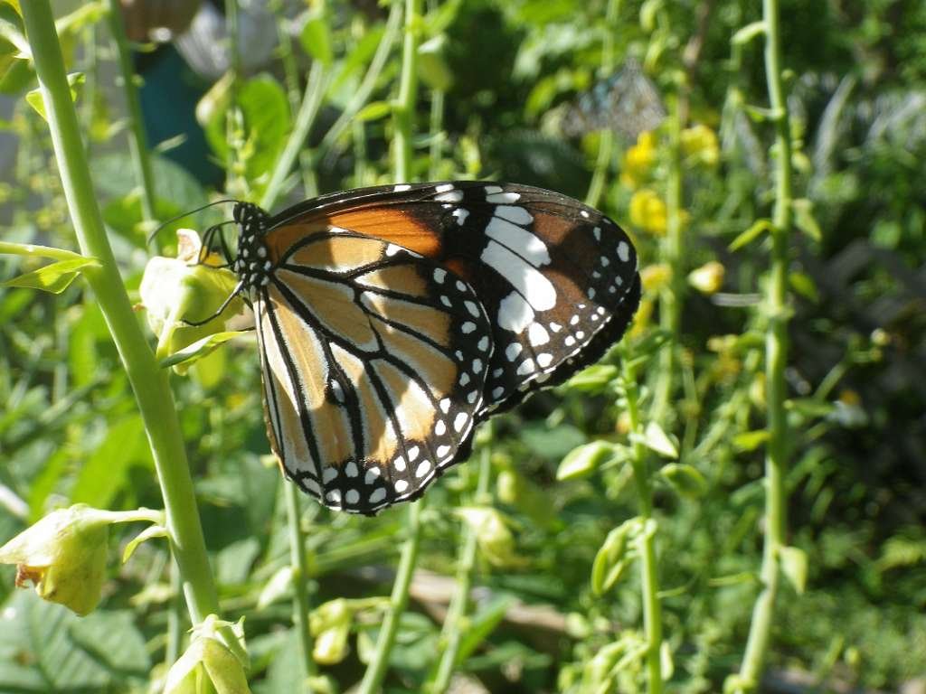 20140831sm-fungyuen-IMGP0597.JPG