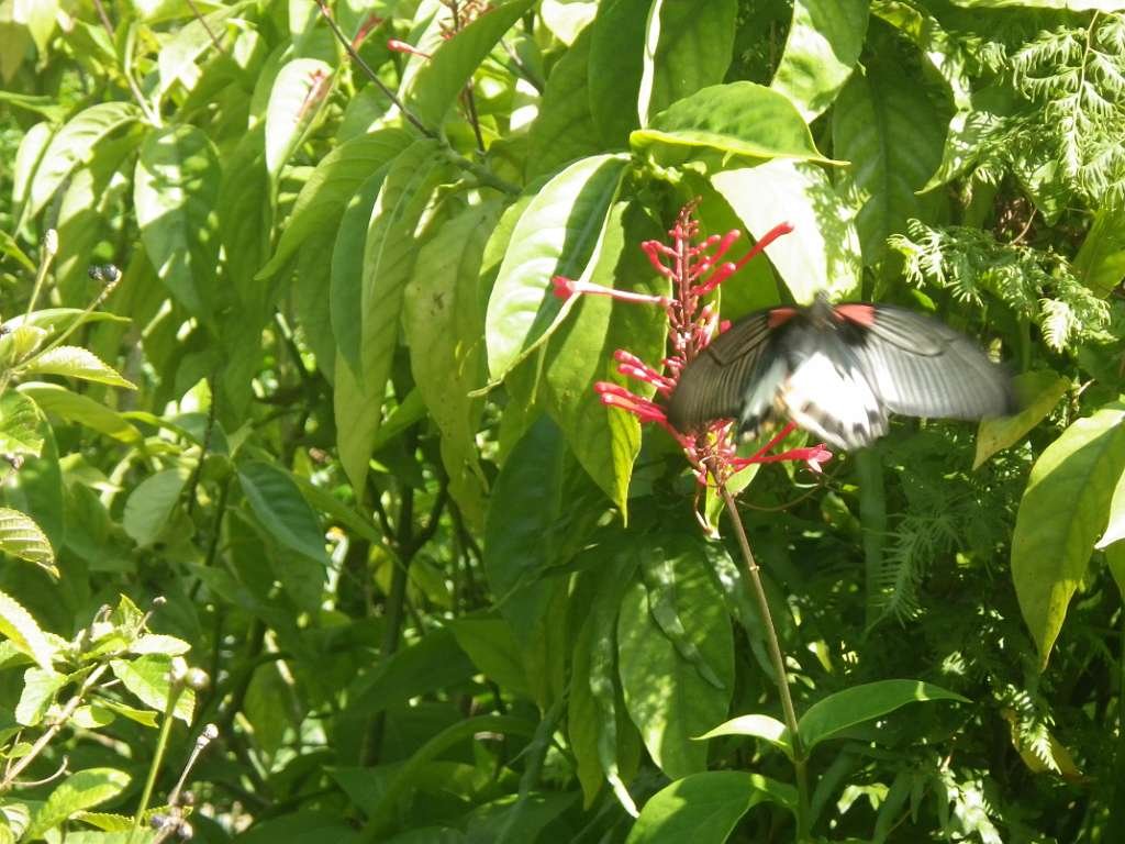 20140831sm-fungyuen-IMGP0617.JPG