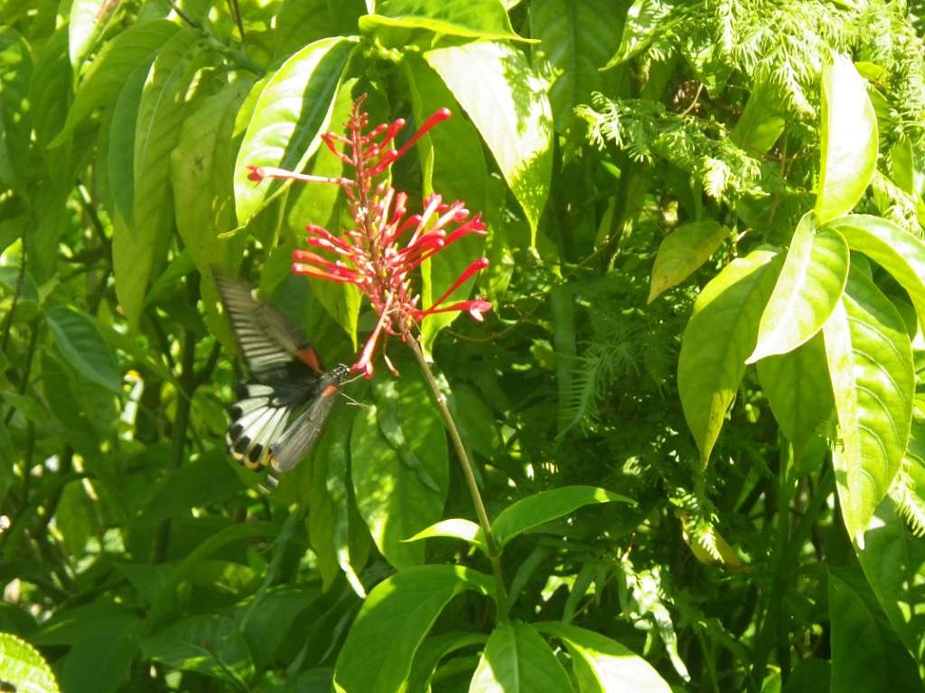 20140831sm-fungyuen-IMGP0619.JPG