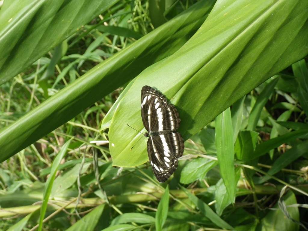 20140831sm-fungyuen-IMGP0621.JPG