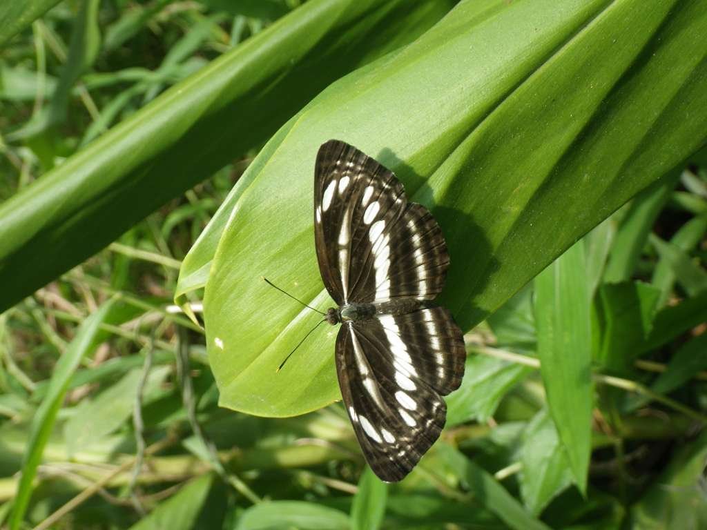 20140831sm-fungyuen-IMGP0622.JPG