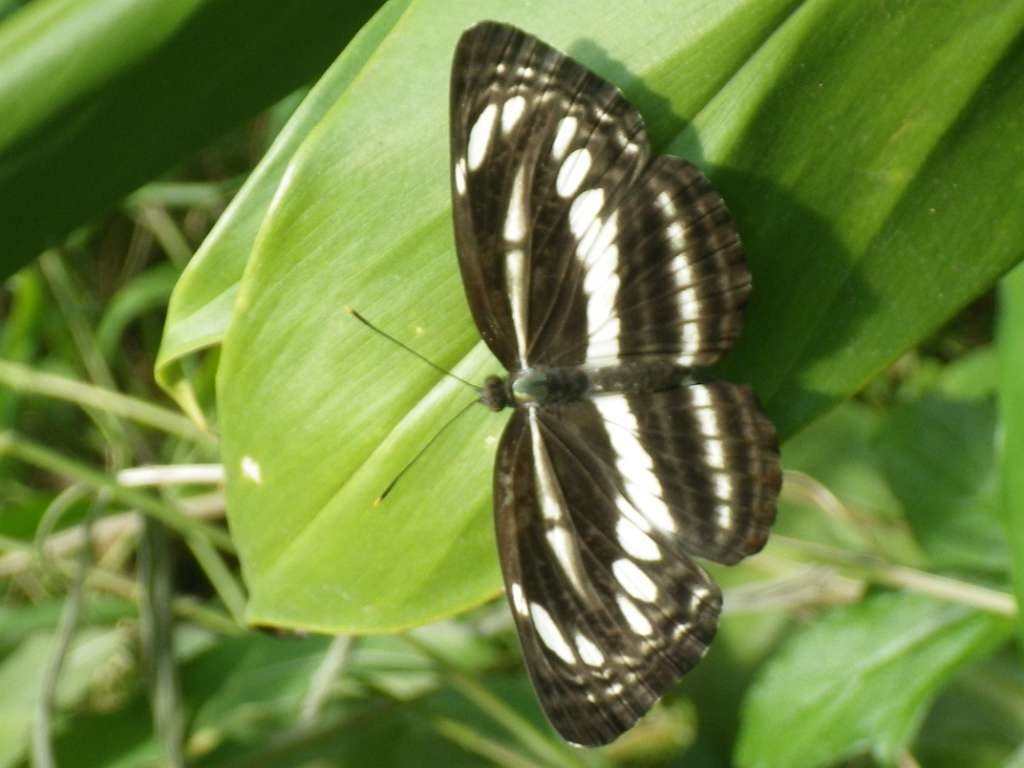 20140831sm-fungyuen-IMGP0623.JPG