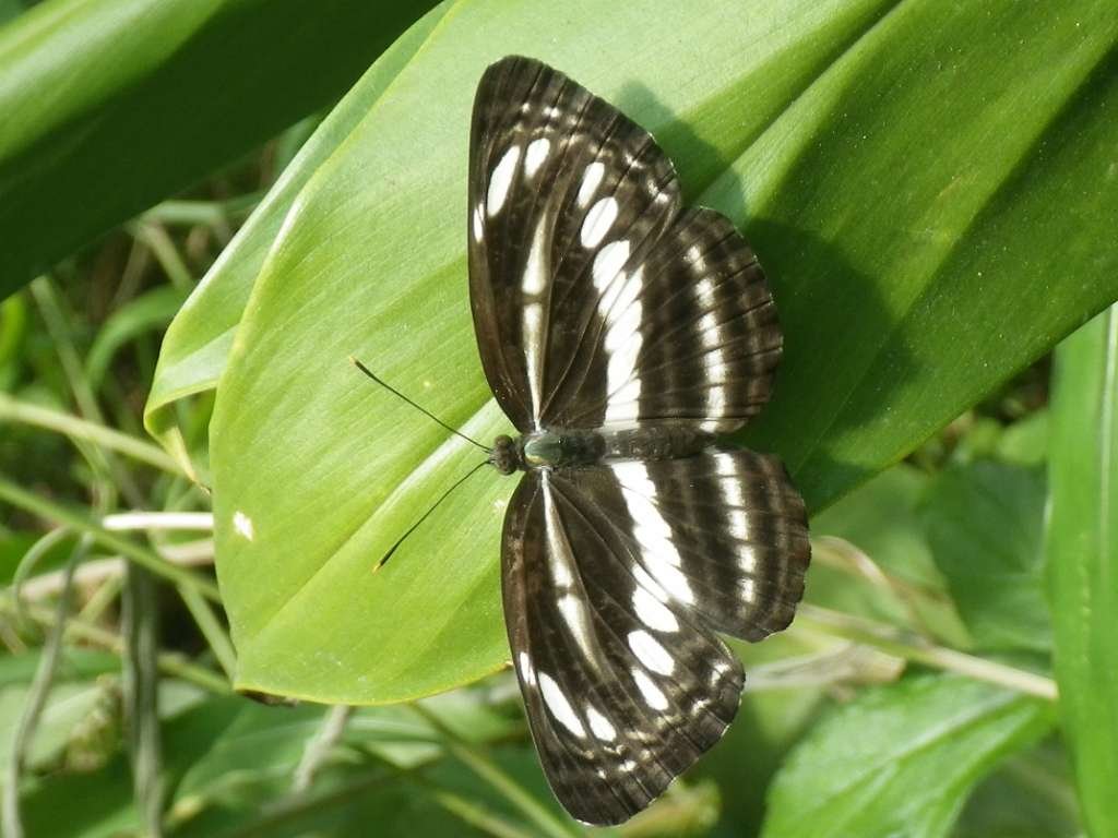 20140831sm-fungyuen-IMGP0624.JPG