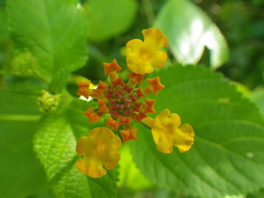 20140831sm-fungyuen-IMGP0627.JPG
