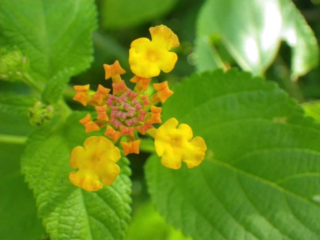 20140831sm-fungyuen-IMGP0628.JPG