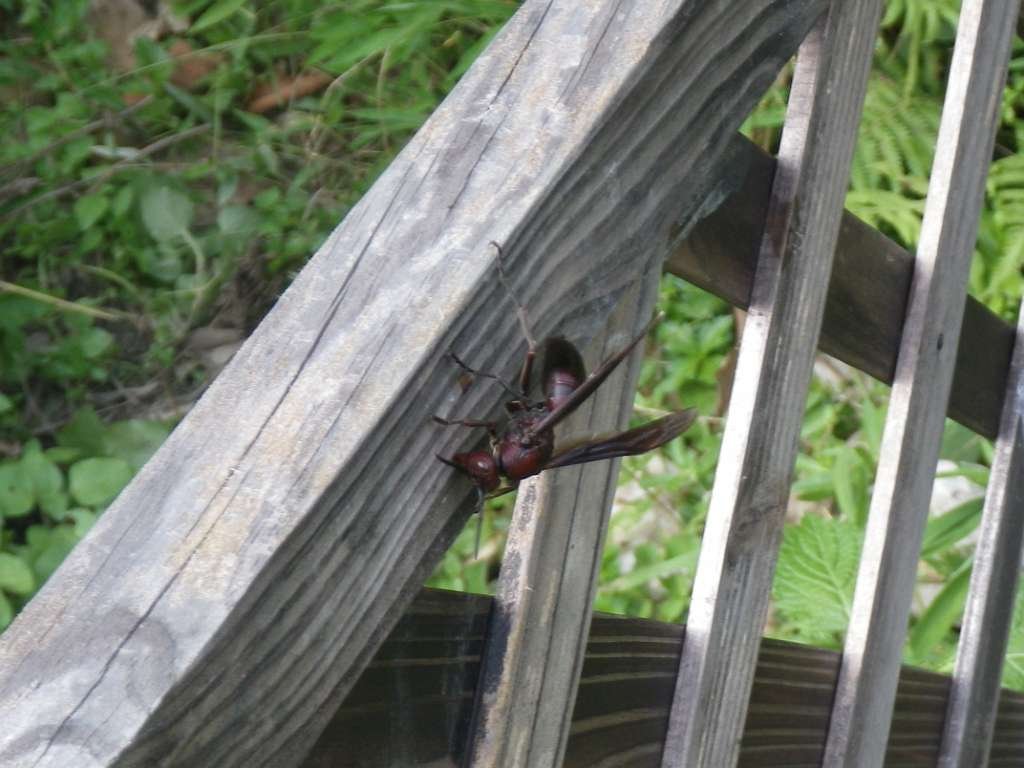 20140831sm-fungyuen-IMGP0636.JPG