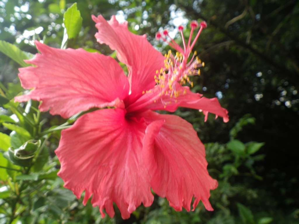 20140831sm-fungyuen-IMGP0638.JPG