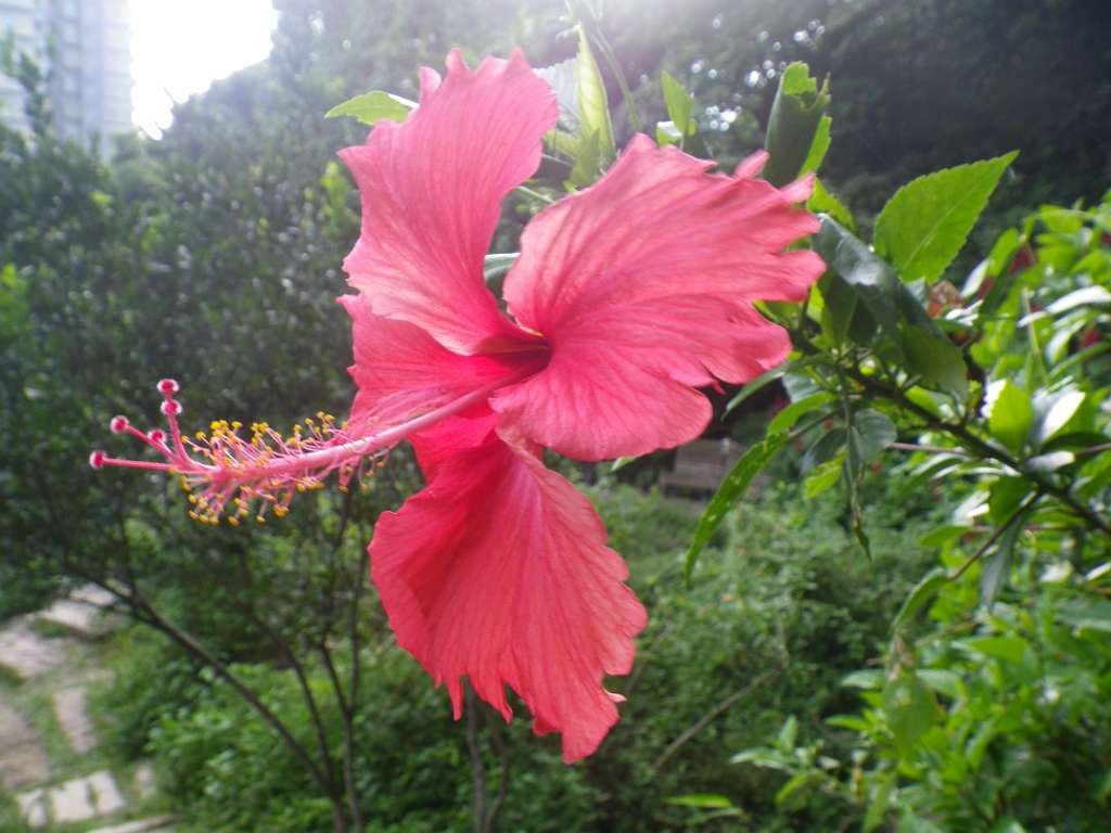 20140831sm-fungyuen-IMGP0640.JPG