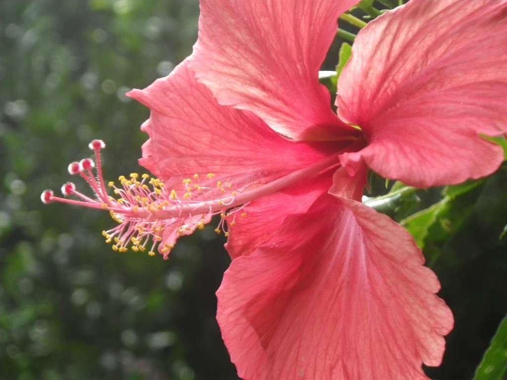 20140831sm-fungyuen-IMGP0641.JPG
