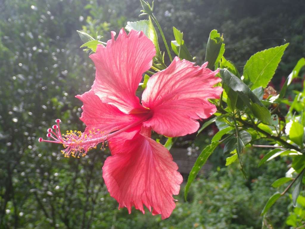 20140831sm-fungyuen-IMGP0644.JPG