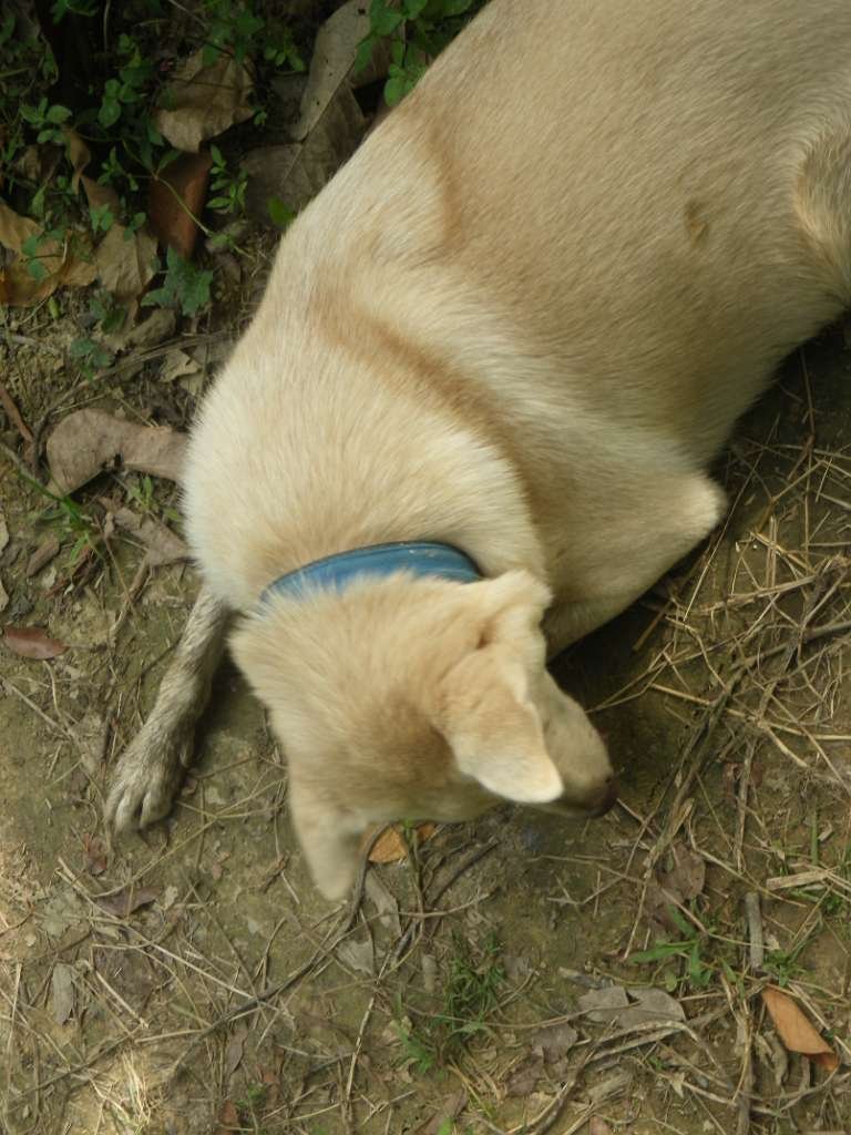 20140831sm-fungyuen-IMGP0646.JPG