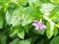 20140831sm-fungyuen-IMGP0651