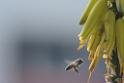 20170205sm-bee_DSC_8547