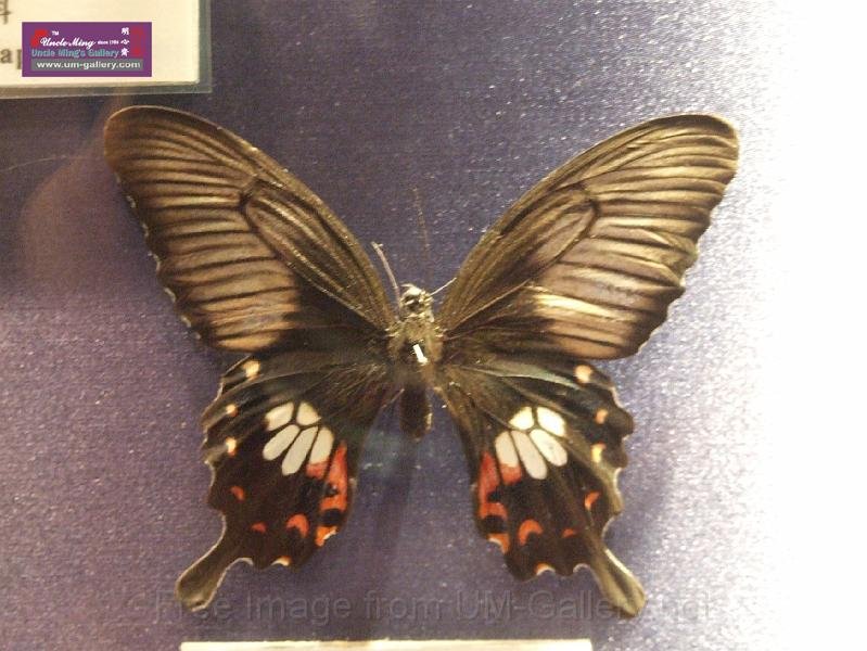 DSCF0342.JPG