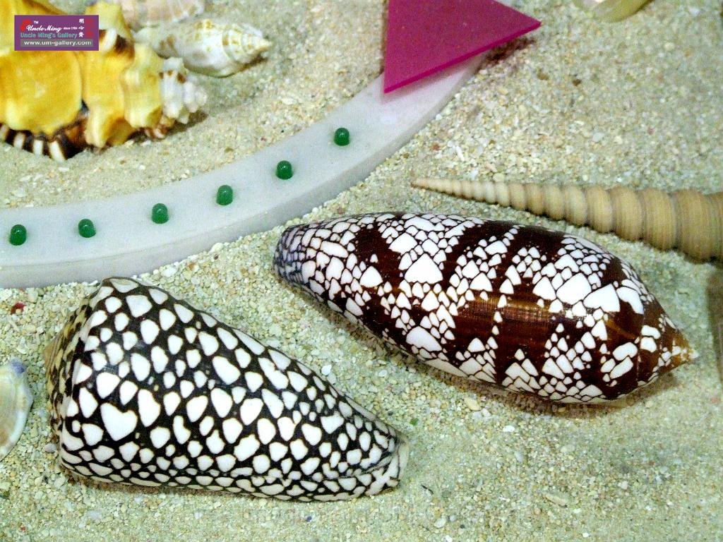 DSCF0378.JPG