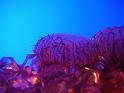 081215jw_o_park_p1160261