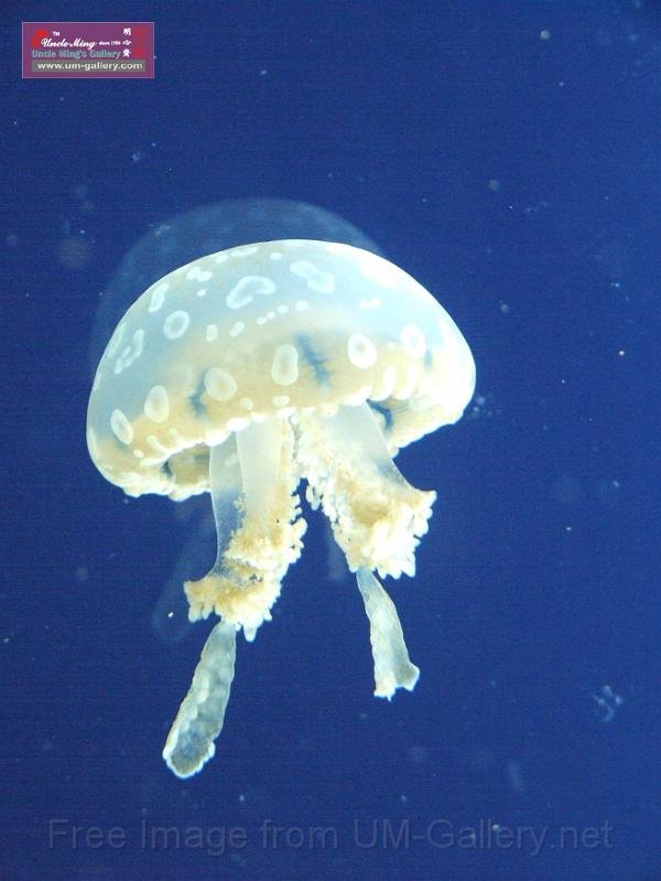 DSCF0985.JPG