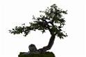 20150328sm-floral-exhibition_DSC_1825.jpg