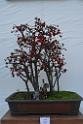 20150328sm-floral-exhibition_DSC_1859