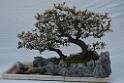 20150328sm-floral-exhibition_DSC_1863