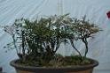 20150328sm-floral-exhibition_DSC_1851